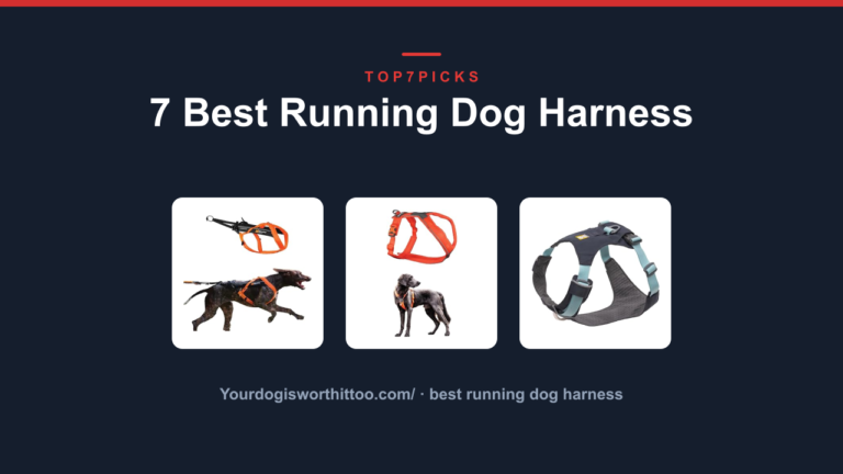 7 Best Running Dog Harness