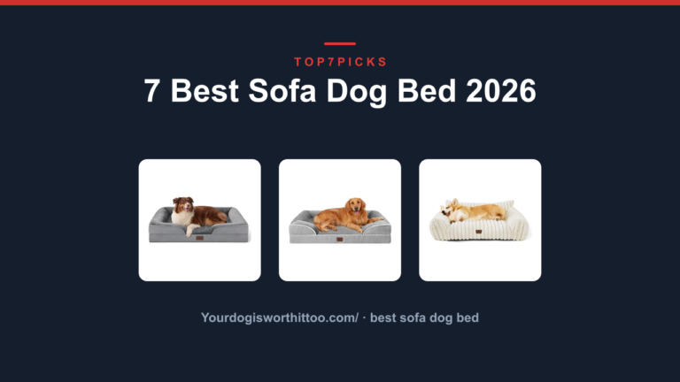 7 Best Sofa Dog Bed 2026