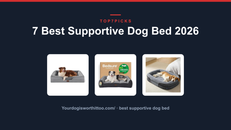 7 Best Supportive Dog Bed 2026