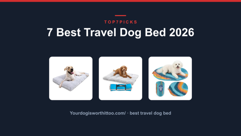 7 Best Travel Dog Bed 2026