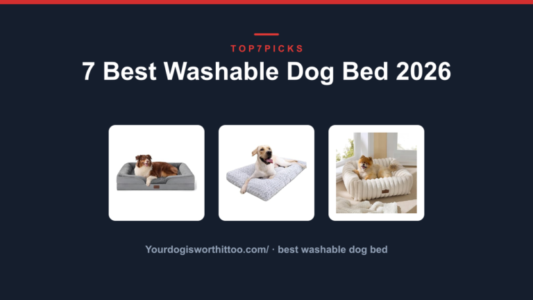 7 Best Washable Dog Bed 2026